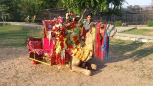 Kamel im Islamabader Zoo